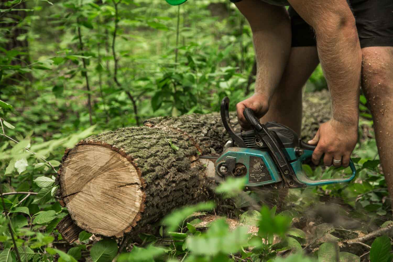 The Steps Involved in Our Tree Care Process in Columbus, MT